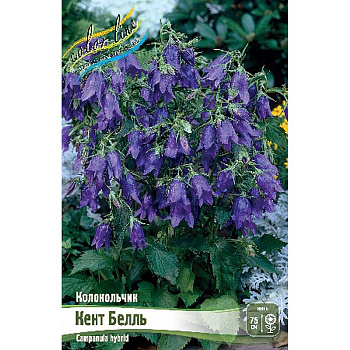 8444 Биг-Пак Колокольчик Кент Белль I 25 шт