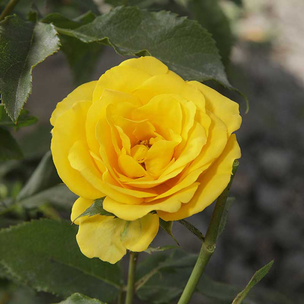 Роза спрей Сан Сити Садовита