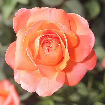 Роза чайно-гибридная Рене Госсини Садовита