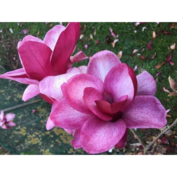 6909 Магнолия Старберст C2 ,шт