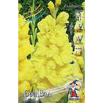 Гладиолус Бра Вал 12/14 5 шт 