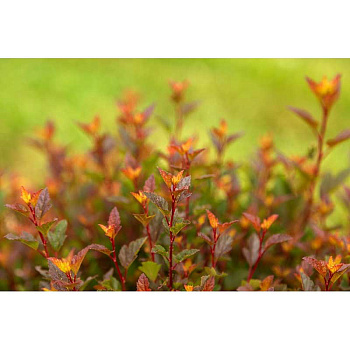 Пузыреплодник Калинолистный Спайси Девил P9