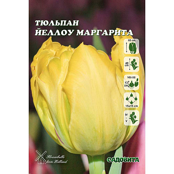 Тюльпан Йеллоу Маргарита 11/12 8 шт Садовита