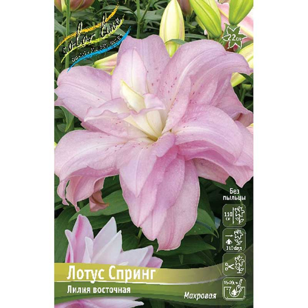 Лилия Лотус Спринг 12/14 5 шт