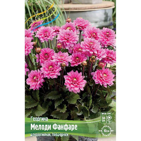 Георгина Мелоди Фанфаре I 1 шт 