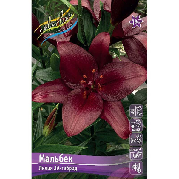 Лилия Мальбек 12/14 7 шт 
