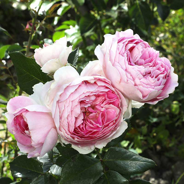 Роза шраб Сапфир Садовита