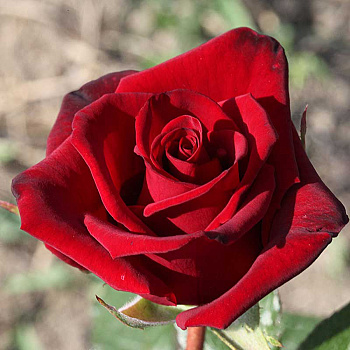 Роза чайно-гибридная Черная Магия Садовита