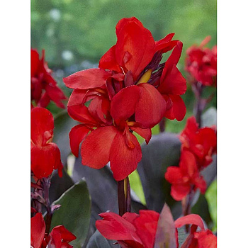 Канна (Коричн) Шайнинг Скарлет I 1 шт