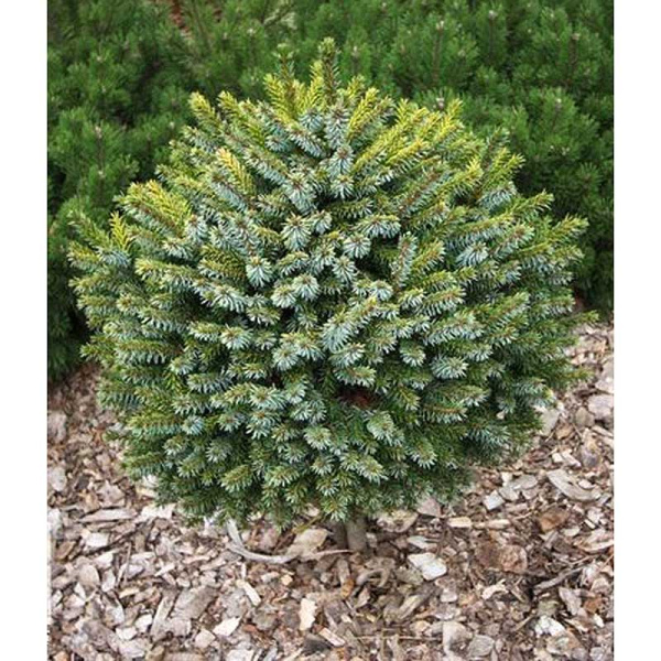 15875 Ель Сербская Певе Тийн C1.5 ,шт