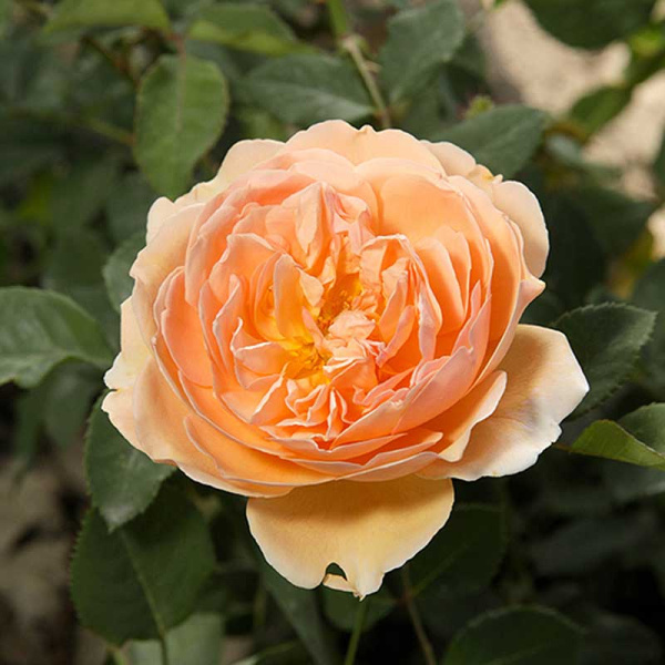 Роза шраб Леди оф Шалотт (английская) Садовита