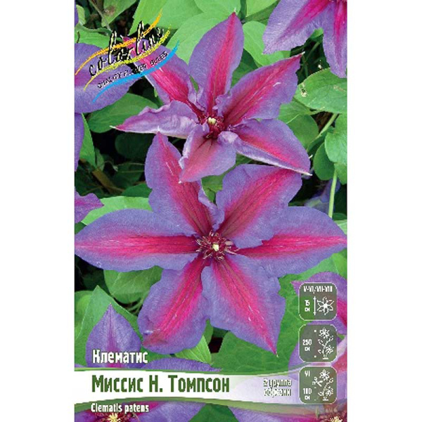Клематис Миссис Н. Томпсон I 25 шт Биг-пак 4601
