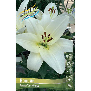 Лилия Волвик 10/12 7 шт 