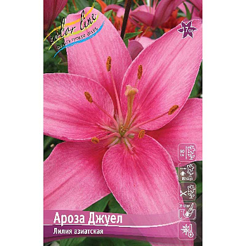 Лилия Ароза Джуел 12/14 7 шт 