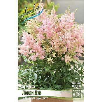 Астильба Ловли Дэй 2/3 n 1 шт