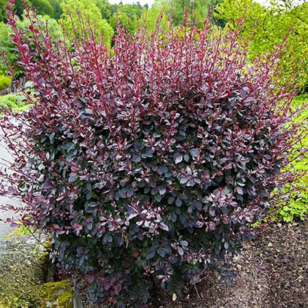 Барбарис Оттавский Аурикома Р9 ,шт Садовита