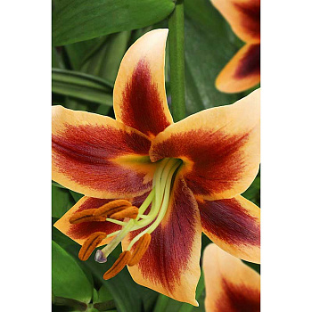 Лилия Рэд Монинг 12/14 2 шт Садовита