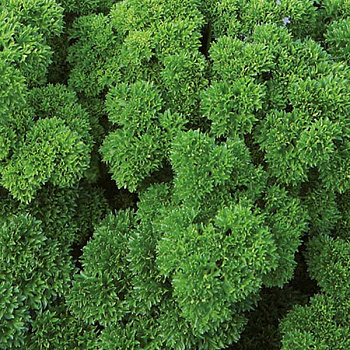 Петрушка Вега кудрявая Каприс