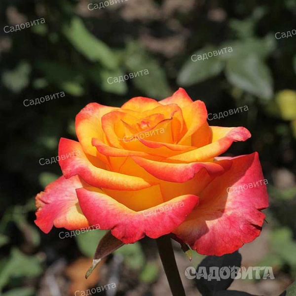 Роза флорибунда Циркус Садовита