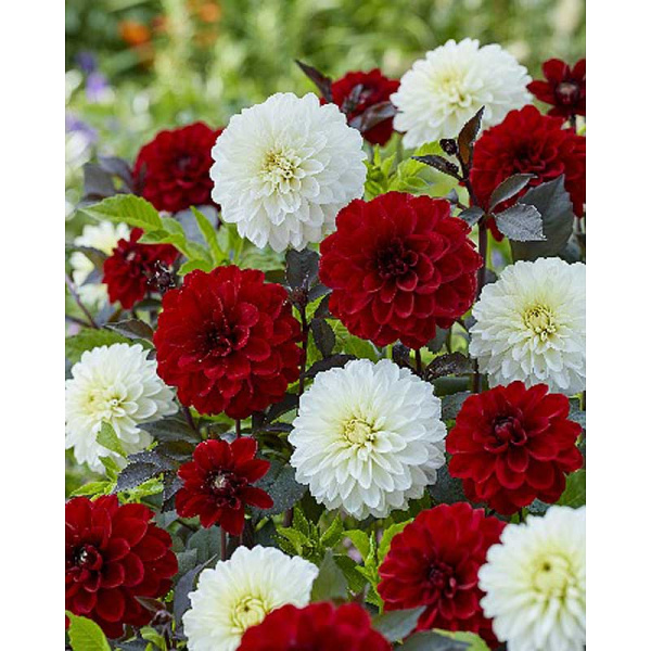 Георгина Рэд Энд Уайт Микс I 15 шт Шоу-бокс 13908