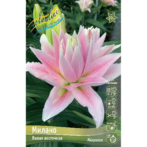 Лилия Милано 16/18 25 шт Биг-Пак 14638 
