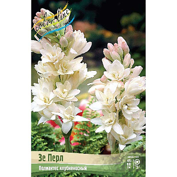 Полиантес Клубненосный Зе Перл 10/12 25 шт Шоу-Бокс 9207