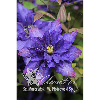 Клематис Даниэль Деронда P9 шт