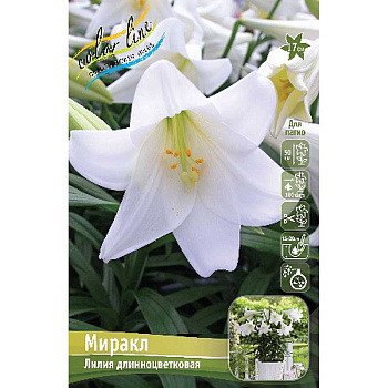 Лилия Миракл 12/14 5 шт 