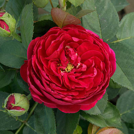 Роза шраб Бенджамин Бриттен (английская) Садовита