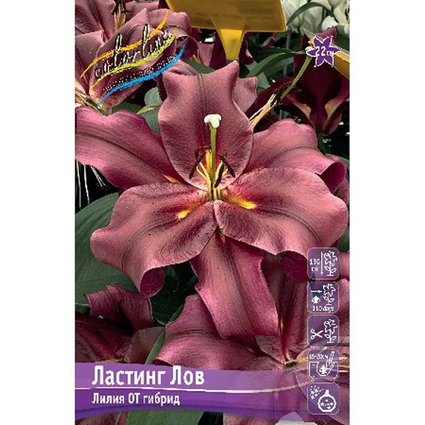 Лилия Ластинг Лов 14/16 25 шт Биг-Пак 10023