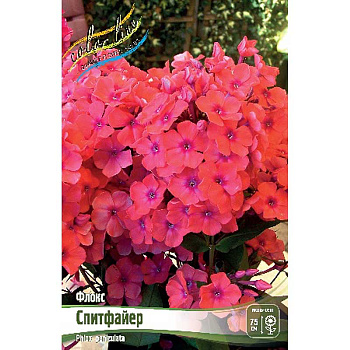 Флокс Спитфайер I 2 шт