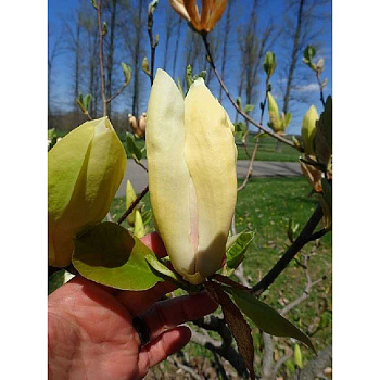 6905 Магнолия Лаймлайт C2 ,шт