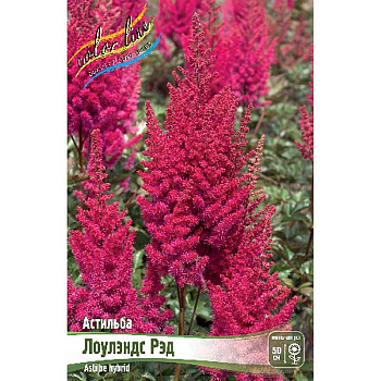 Астильба Лоулэндс Рэд 2/3 n 25 шт Биг-Пак 8629