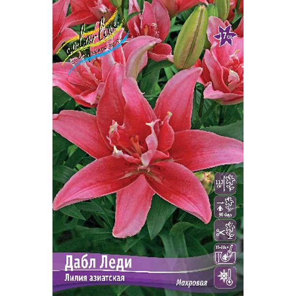 Лилия Дабл Леди12/14 5 шт