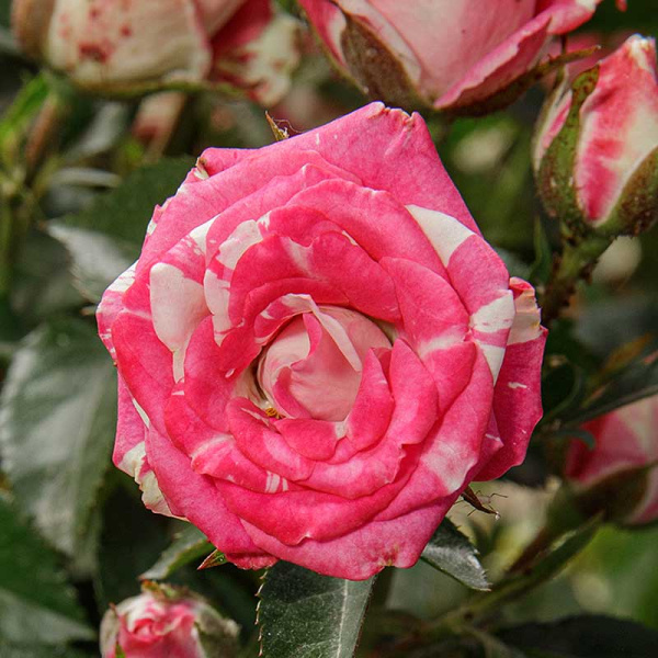 Роза спрей Флэшинг Садовита