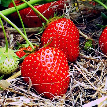 Земляника садовая Дочь Берегини (цена за 40 шт) ОСП