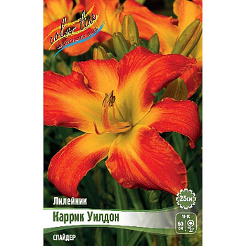 Лилейник Каррик Уилдон I 25 шт Биг-пак 16342