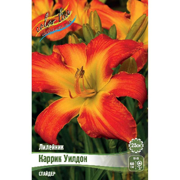 Лилейник Каррик Уилдон I 25 шт Биг-пак 16342