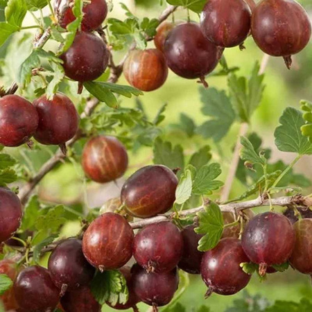 Крыжовник Финик Садовита