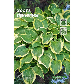 Хоста Пилгрим 1 n 1 шт Садовита