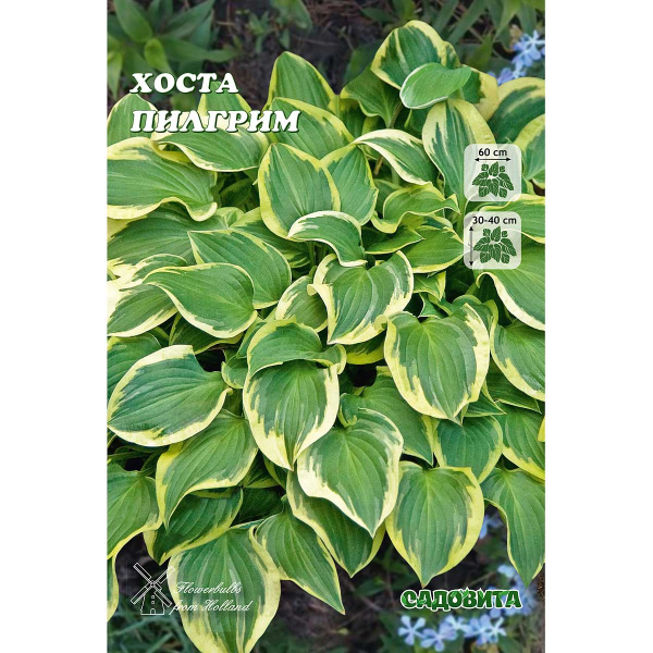 Хоста Пилгрим 1 n 1 шт Садовита