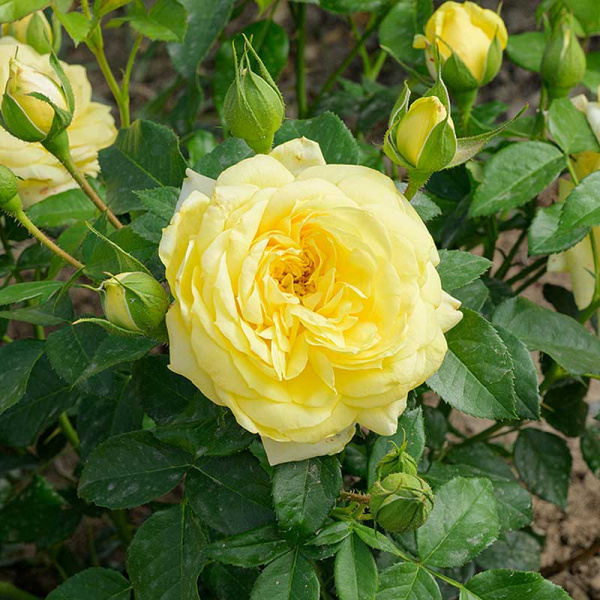 Роза Флорибунда Инка Садовита