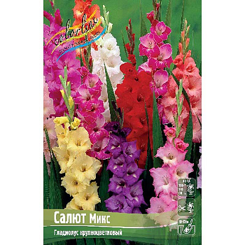 Гладиолус Салют, Микс 10/12 100 шт Шоу-Бокс 941 