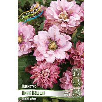 Клематис Пинк Пашшн I 1 шт