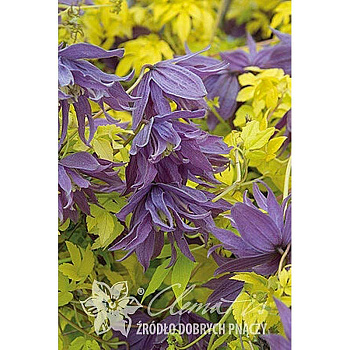 Клематис Люминоус Даск P9