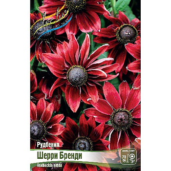 Рудбекия Шерри Бренди I 1 шт