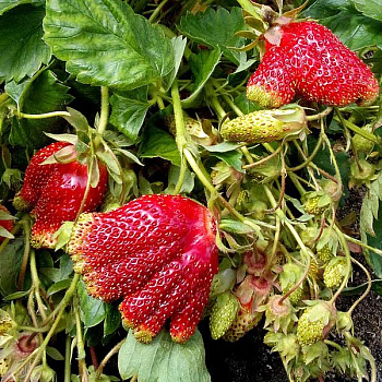 Земляника садовая Барыня (цена за 40 шт) ОСП