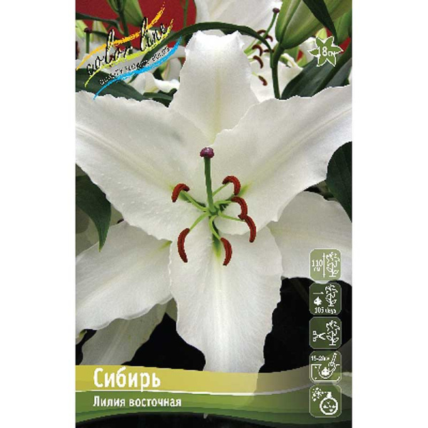 Лилия Сибирь 16/18 3 шт