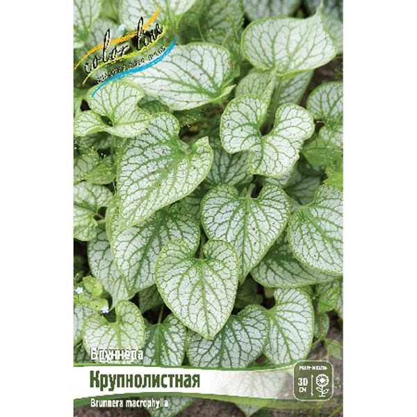 Бруннера Крупнолистная I 1 шт