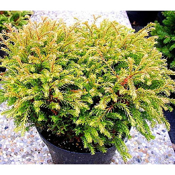 Туя Западная Голден Таффет P9